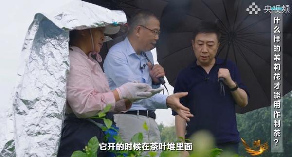 央视镜头频频对准广西横州洪水后茉莉花回来了